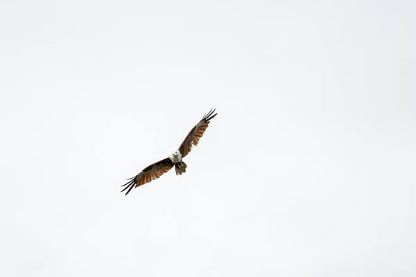 Red Eagle vliegen op de lucht in de natuur in Thailand — Stockfoto