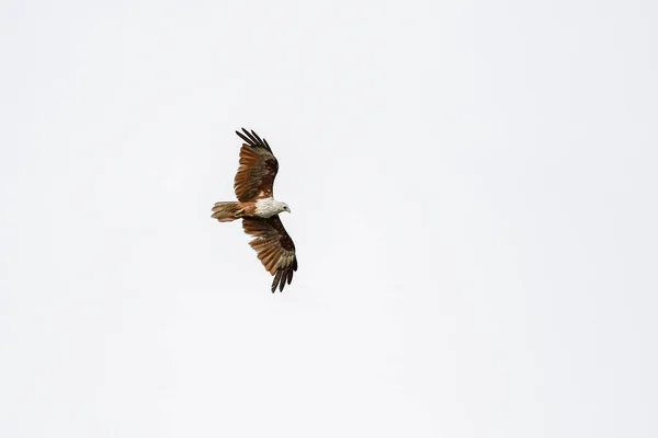 Red eagle fly on the sky in nature at thailand — Stock Photo, Image