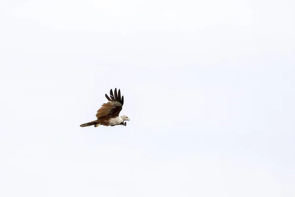 Red Eagle vliegen op de lucht in de natuur in Thailand — Stockfoto