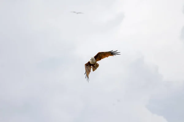 Águila roja vuela en el cielo en la naturaleza en Tailandia — Foto de Stock