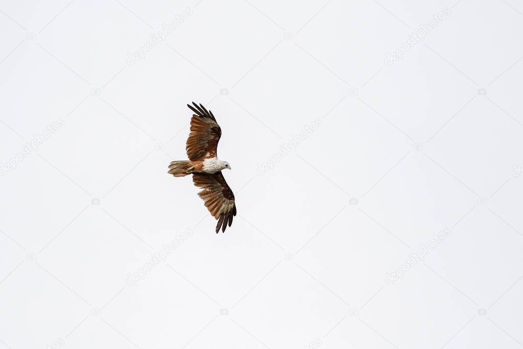 Red eagle fly on the sky in nature at thailand
