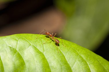 Tayland doğada yeşil yaprak üzerinde kırmızı karınca