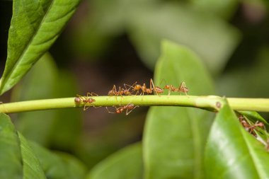 Tayland 'da kırmızı karıncayı ağaç dalına yakın.
