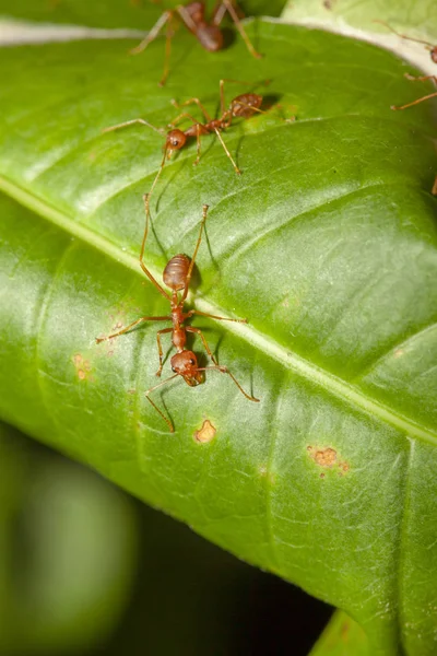 Красный муравей на зеленом листе природы в Таиланде — стоковое фото