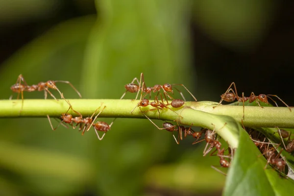 Chiudere formica rossa su albero bastone in natura in Thailandia — Foto Stock