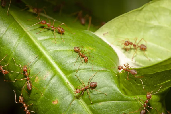 Close up red ant on leaf tree in nature at thailand — Stock Photo, Image