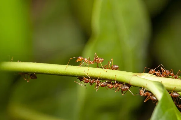 Chiudere formica rossa su albero bastone in natura in Thailandia — Foto Stock