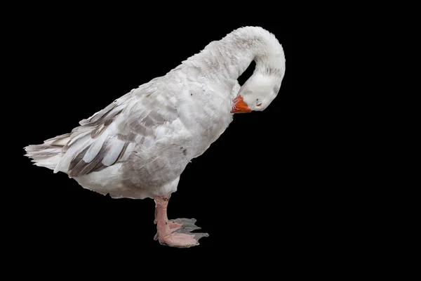 Weiße Gans aufstehen und schlafen haben Weg — Stockfoto