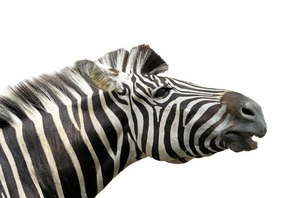 Fechar acima zebra cabeça no fundo branco — Fotografia de Stock