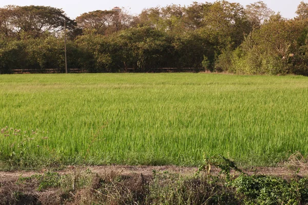 Campo de arroz paisaje antes de la puesta del sol tienen tono naranja claro en tha — Foto de Stock