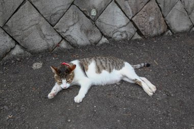 Şişman kedi çimento zeminde uyuyor. 