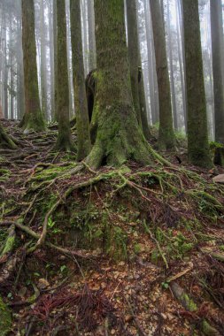 Tayvan Alishan milli park alanında Eski Büyük ağaç.