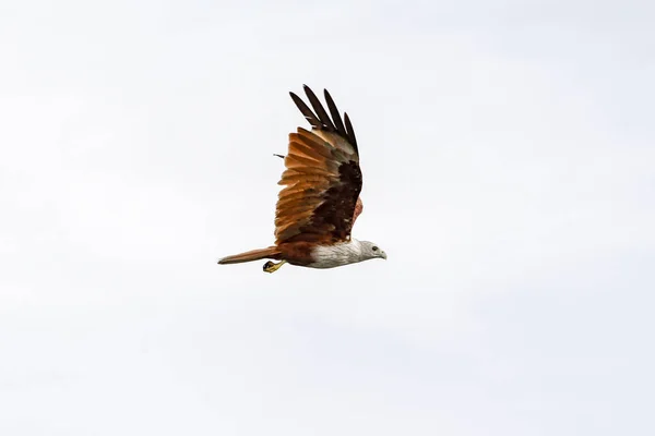 태국에서 자연의 하늘에 독수리 — 스톡 사진
