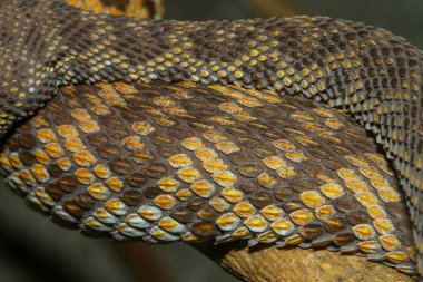 Yakın Cilt mangrov pitviper yılan