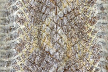 Snake skin reptile for animal pattern clipart