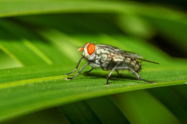 Close up inseto verde voar macro na folha na natureza — Fotografia de Stock