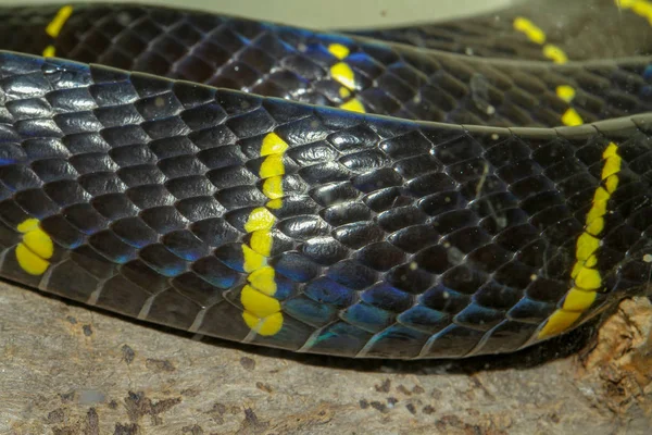 Zbliżenie skóry szary banded kot-oko wąż — Zdjęcie stockowe