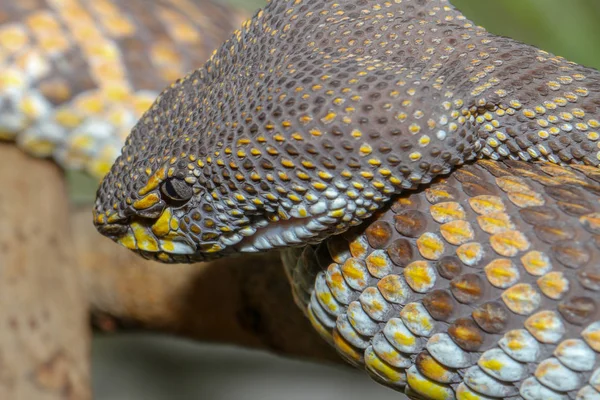 Fechar a cabeça mangue pitviper serpente — Fotografia de Stock