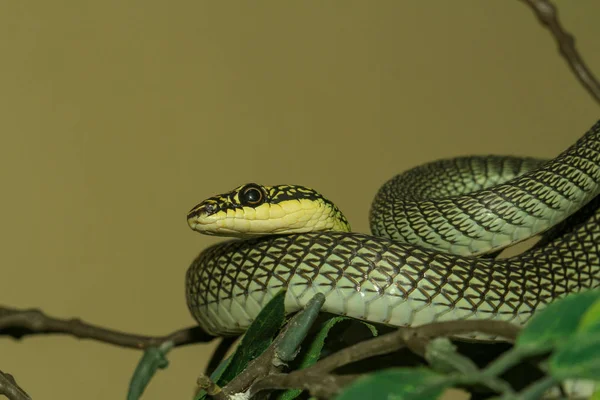 Fechar a cabeça Chrysopelea ornata serpente — Fotografia de Stock
