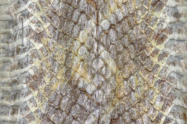 Snake skin reptile for animal pattern — Stock Photo, Image