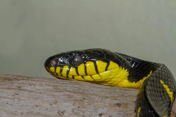Крупним планом голова сірий смуги котяче око змія — стокове фото
