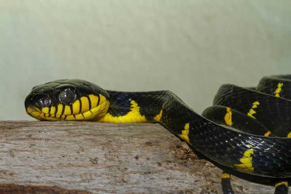 Fechar a cabeça Cinza amarrado gato-olho cobra — Fotografia de Stock