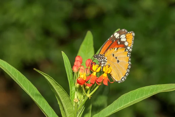 De cerca mariposa en la naturaleza en el parque —  Fotos de Stock