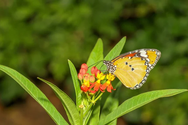 Bliska motyl w przyrodzie w parku — Zdjęcie stockowe