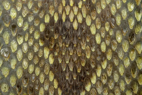 동물 패턴뱀 피부 파충류 — 스톡 사진