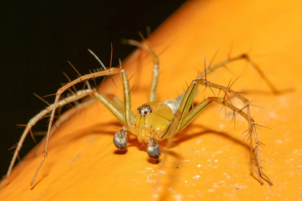 Die gelbe Spinne in der Natur in Thailand — Stockfoto