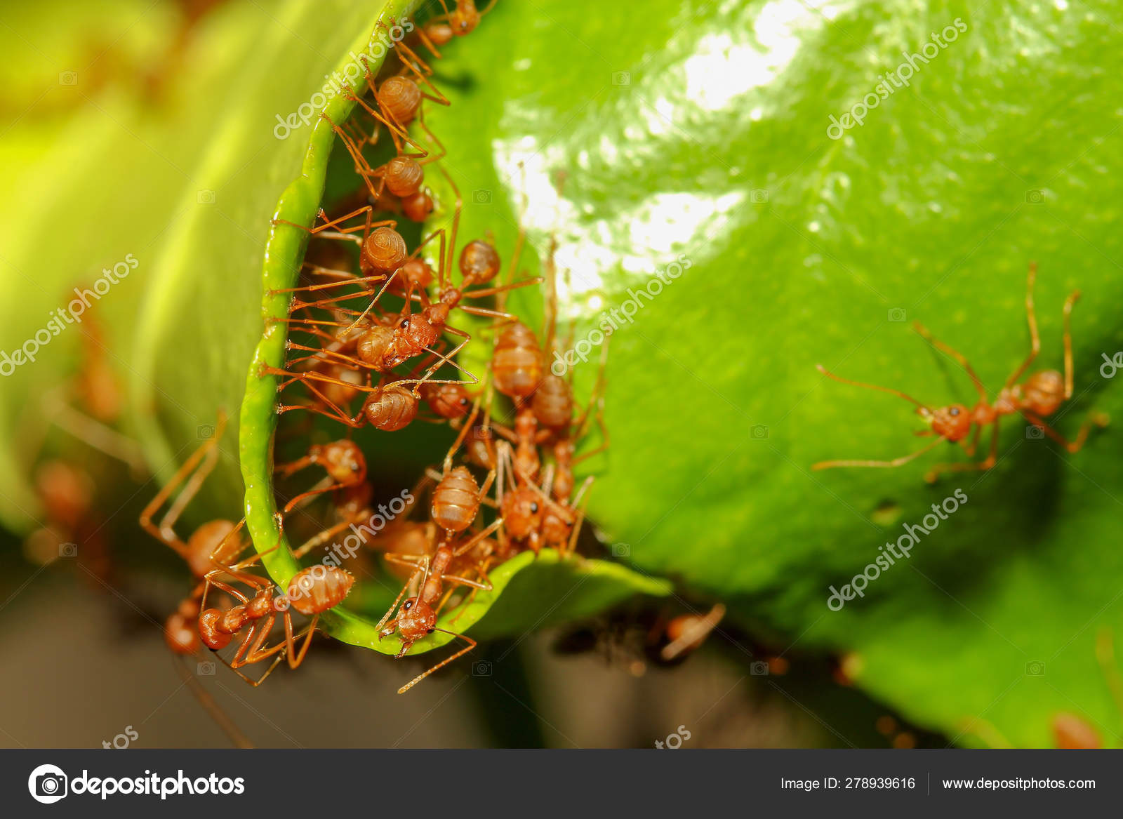 red ants nest