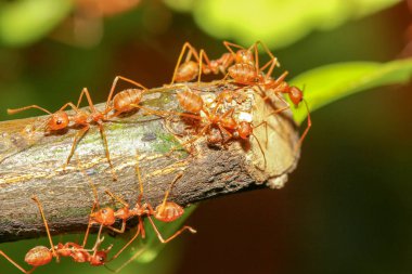 Tayland ormanlarında ağaç dalında kırmızı karınca grubu.