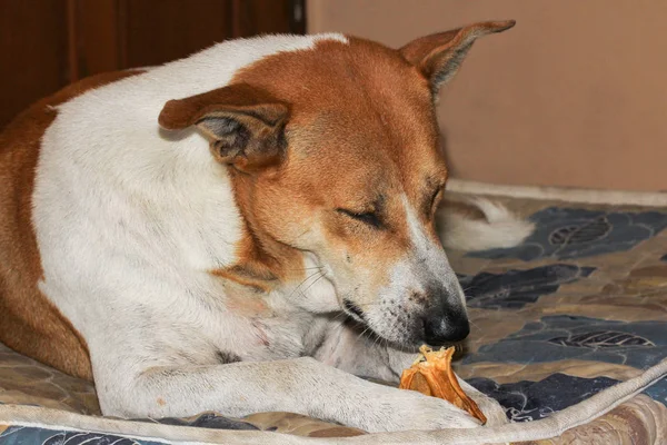 Tay köpek beyaz ve kahverengi renk uyku yeme gıda çok mutlu görünüyorsun 