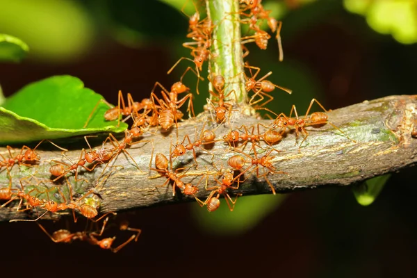 Gruppo formica rossa su albero bastone in natura a foresta thailandia — Foto Stock