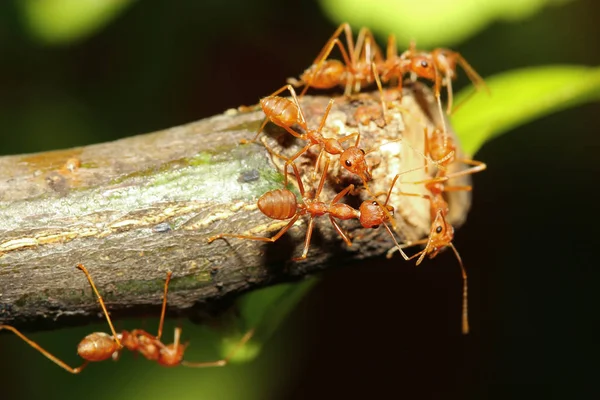 Gruppo formica rossa su albero bastone in natura a foresta thailandia — Foto Stock