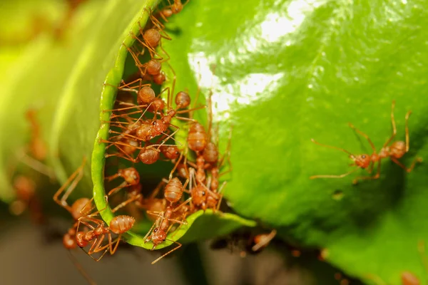 Gruppo formica rossa costruire nido di formiche da foglia verde in natura nella foresta — Foto Stock
