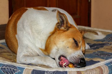 Tay köpek beyaz ve kahverengi renk uyku yeme gıda çok mutlu görünüyorsun 
