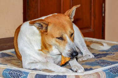 Tay köpek beyaz ve kahverengi renk uyku yeme gıda çok mutlu görünüyorsun 