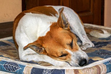 Tay köpek evde battaniye üzerinde beyaz ve kahverengi renk uyku