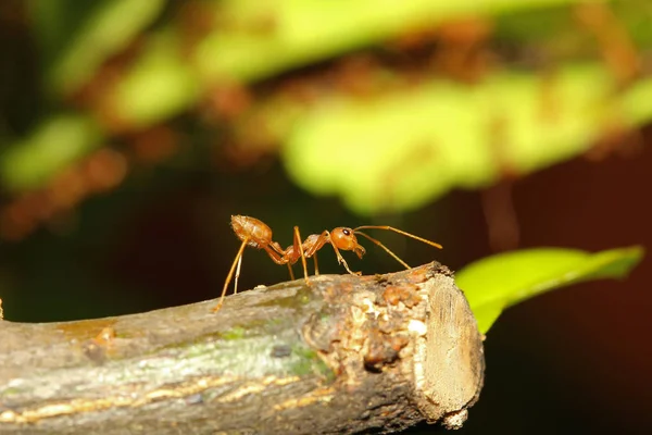 Красный муравей на палочке дерева в природе в Таиланде — стоковое фото