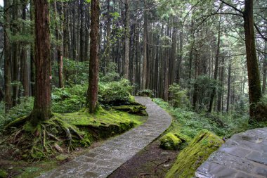 Tayvan 'daki Alishan Milli Parkı' nda yürüyüş yolu..