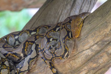 Tayland 'da dal ağacında gövdesindeki Burma pitonu başı