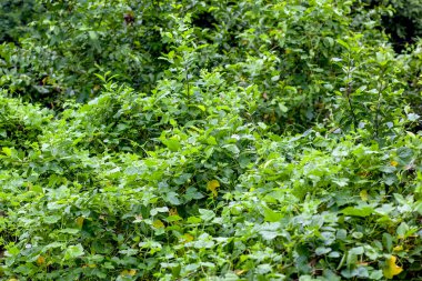 Arka plan için natue yeşil yaprak tonu