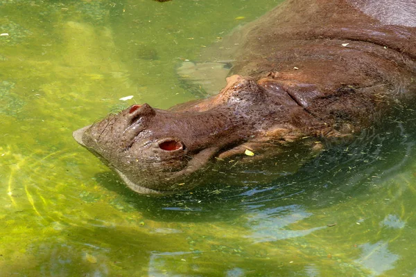 Hippo slaap in water in Thailand — Stockfoto