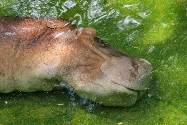 Nilpferd schläft im Wasser bei Thailand — Stockfoto
