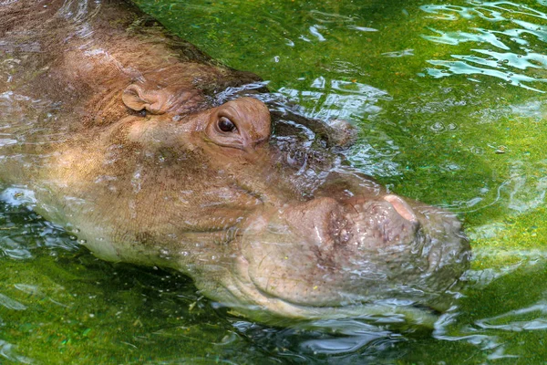 Hippopotame dormir dans l'eau et les yeux ouverts au thailand — Photo