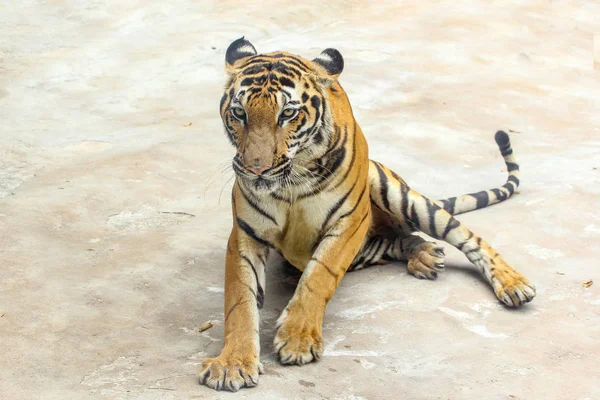 Nahaufnahme Tiger auf Zementboden in Thailand — Stockfoto