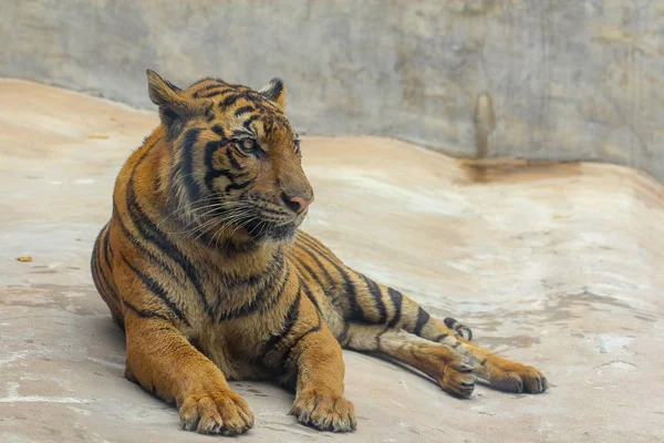 Close up tigre no chão de cimento na Tailândia — Fotografia de Stock