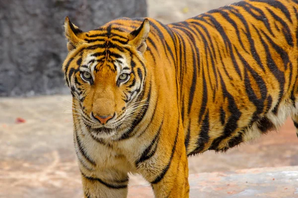 Cerca de tigre cabeza se ve la cámara en el suelo de cemento en Tailandia — Foto de Stock