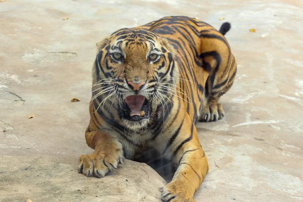 Primer plano tigre es mirar la cámara en el suelo de cemento en Tailandia — Foto de Stock